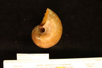 Media type: image; Malacology 258086